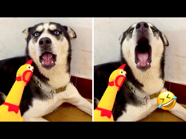 FUNNIEST Huskies | Normal dogs vs Huskies🤣 | 10 Minutes Best Videos | Part 37