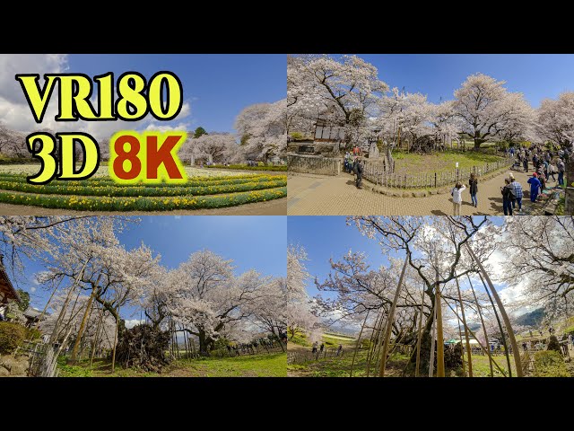 [ 8K 3D VR180 ] 日本三大桜「山高神代桜」 Jindai-Zakura, one of the three great cherry blossom trees in Japan