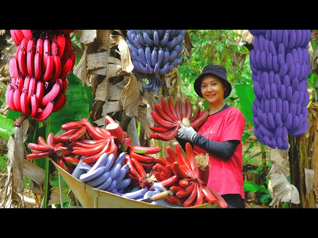 Full video: Harvesting purple and red bananas to market sell | Farm | Phuong