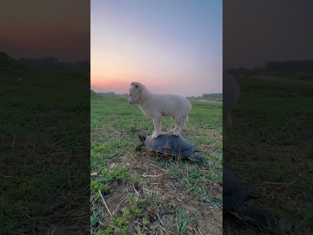 Dog riding a turtle on the prairie #dog #petgroup