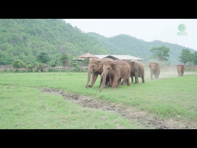 Elephants Run To Greeting A New Rescued Baby Elephant - ElephantNews