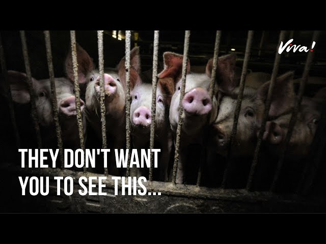 Here's What Really Goes on in UK Pig Farms