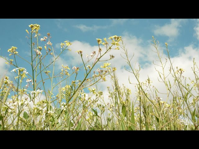 The weeds are evolving | annual ryegrass & wild radish