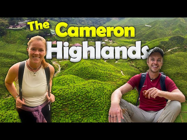 The BEAUTIFUL Cameron Highlands! Hiking the BEST trail in the Highlands