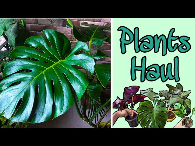 Getting Huge Monstera Deliciosa | Plants haul | Plants at very low rates | Plants shopping