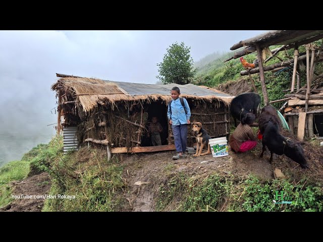 This is Himalayan Nepali Village Life | Most Peaceful And Relaxing Village Life | Hari Rokaya