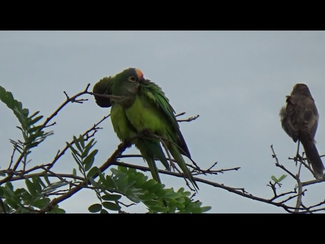 Maritacas jandaia de coquinho na Natureza Selvagem muito lindas