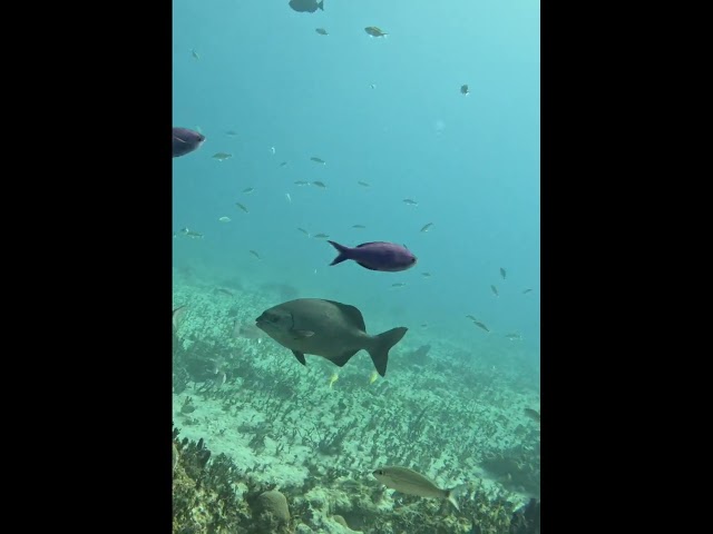 It's looking a little chubby!🐟👀🤿#tropical #scubadiving #bahamas #underwater #diving #shorts #travel