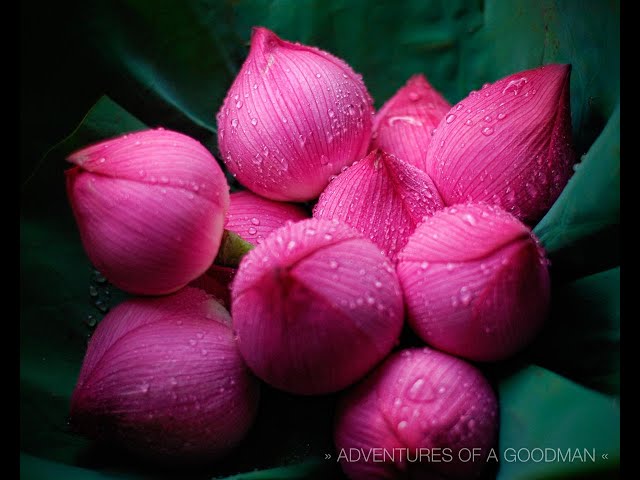 Bí quyết trồng hoa sen thái -  Hoa sen Đài Loan ( White lotus flowers ) - Hoa Sen Miên Tây