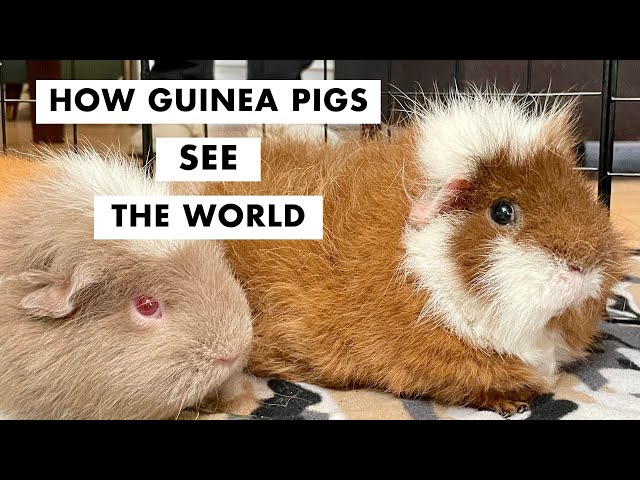 How Guinea Pigs See the World: What Do They Really See?