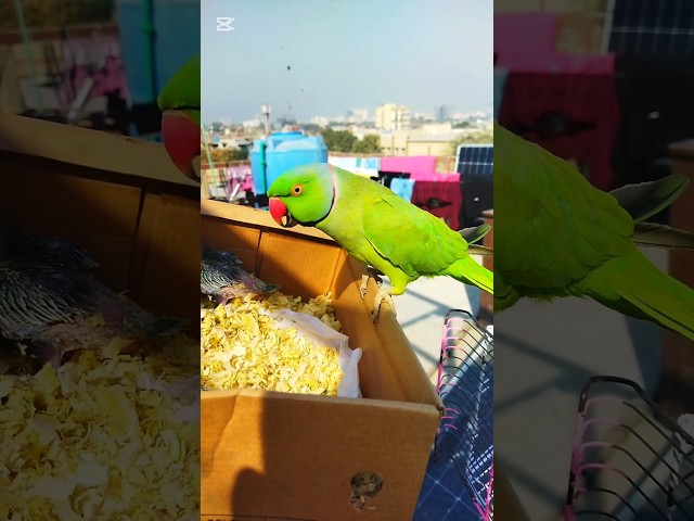 Talking parrot video😱 #viral #shorts #trending #talkingparrot #viralvideos #shortvideos #ytshorts