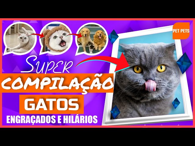 Hilários e Engraçados Aprecie os Gatos {Compilação Top de Gatinhos fofos}