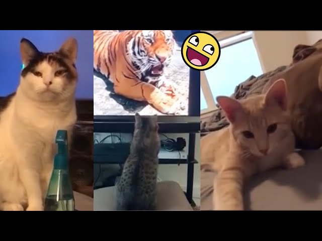 tiktok Funny Video Cat And Dog Funny Cat Video 2020