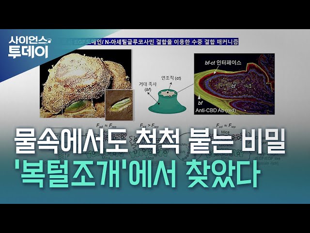 물속에서도 척척 붙는 비밀, '복털조개'에서 찾았다 / YTN 사이언스