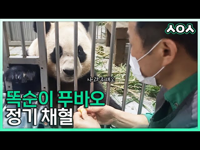 (SUB) Vet Vlog Taking Care Of Panda Fubao 🩺│Everland Vet Vlog