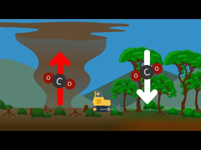 Carbon: The Ecosystems View