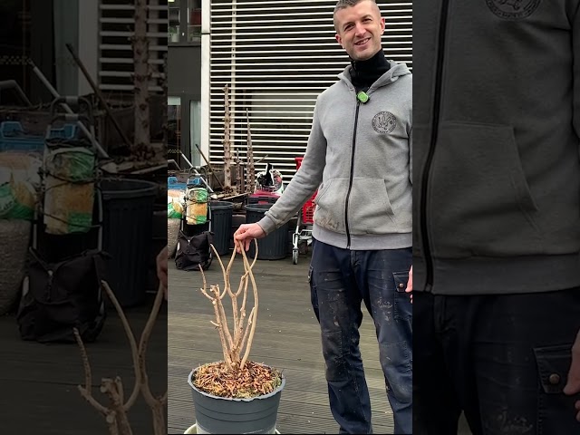 Rescuing a Mystery Tree from the Trash 🌳 | Saving Nature! #TreeRescue #AlzheimersGarden