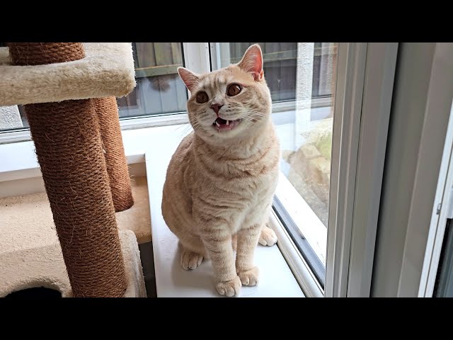 Cat Meowing