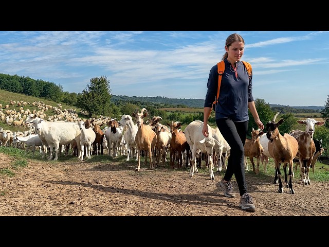 Shepherd Girl's Life: Herding Sheep, Embracing Nature - How Does She Live?