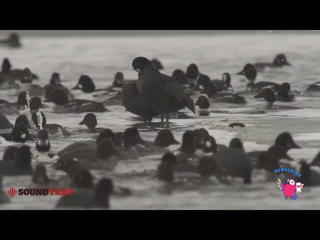 Eurasian Coot and Ducks in Belarus: Stunning Wildlife Moments