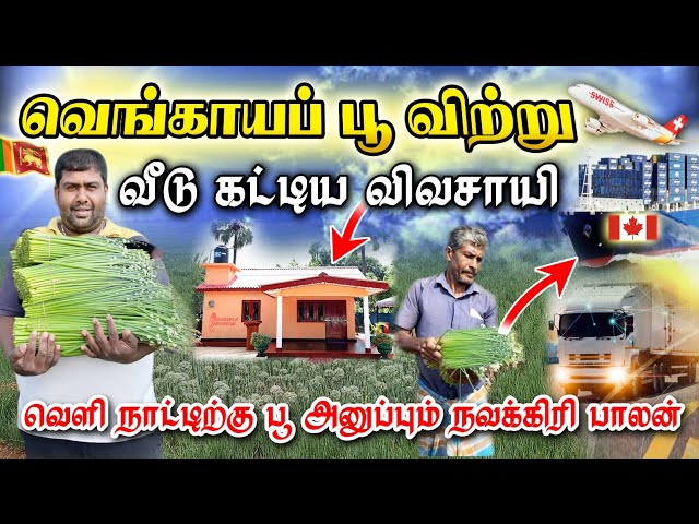 🇨🇭🇨🇦🇬🇧சுவிஸ், கனடா, லண்டனிற்கு ஏற்றுமதியாகும் நவக்கிரி வெங்காயப்பூ, மகிழ்ச்சியில் விவசாயிகள்.