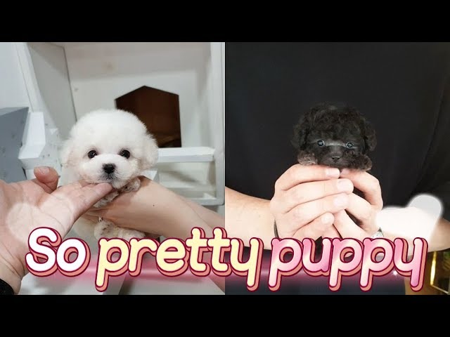 So pretty puppy bichon frise and silver poodle video - Teacup puppies KimsKennelUS