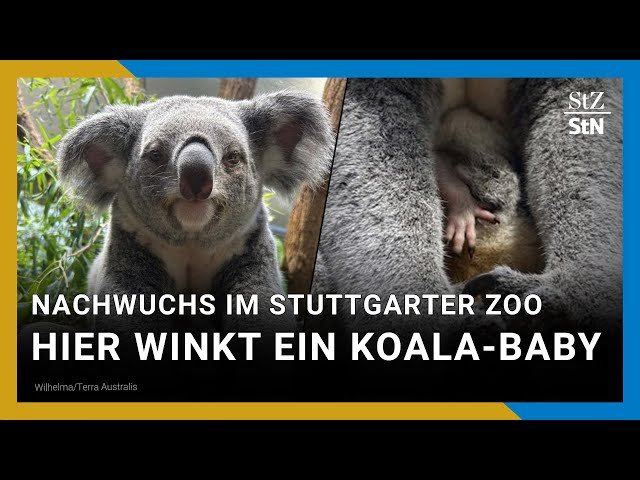 Koala-Babys in Wilhelma: Doppelter Nachwuchs im Stuttgarter Zoo