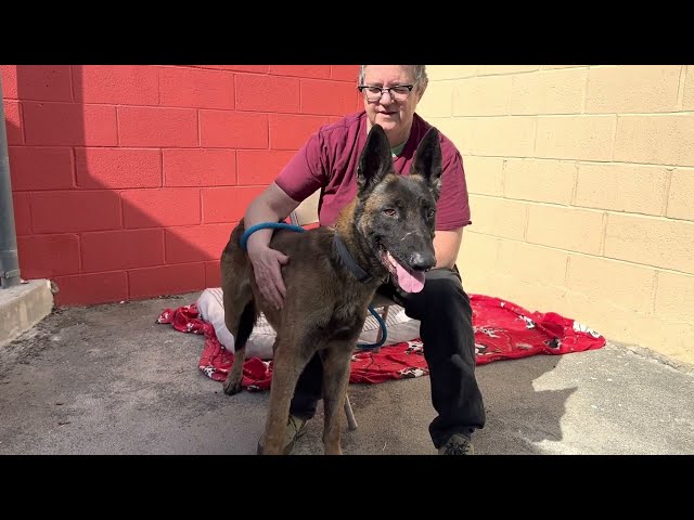 New! A5534609 Mookie  | Belgian Malinois/German Shepherd Mix