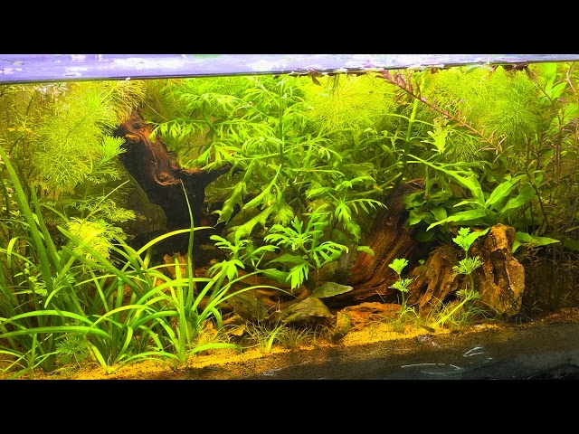 Day 67: Relaxing 10 Gallon Community Tank