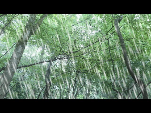 Relaxing in a Forest with Rain, Thunder, and Insect Sounds at Dusk: ambient ASMR | 雨の森で雷鳴と鳥と虫の音