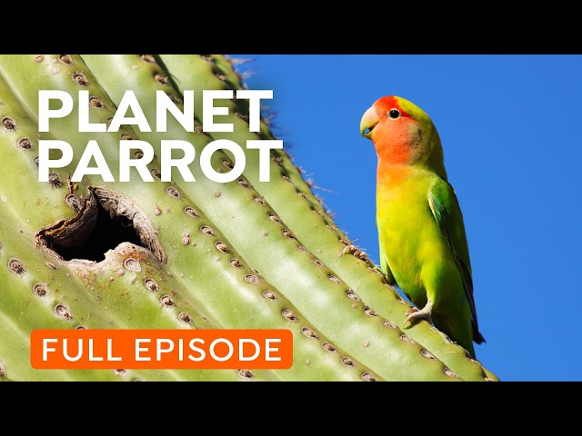 Wild Parrots Taking Over Your City | Full Documentary