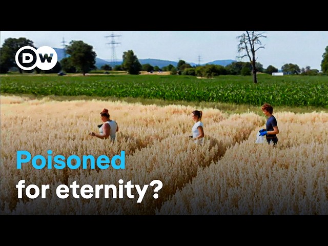 Toxic and tenacious - How "forever chemicals” are damaging our health | DW Documentary