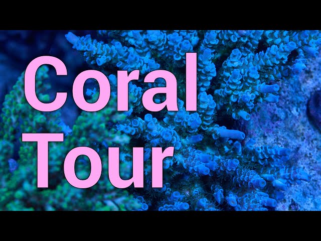 Reef Tank & Coral Growth Update in Glorious 4K HDR