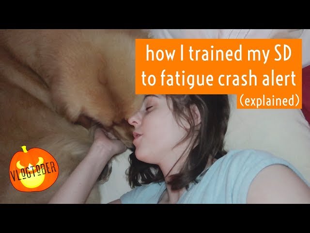 how my service dog alerts to MECFS fatigue crashes (explained) | VLOGTOBER 2018 #9