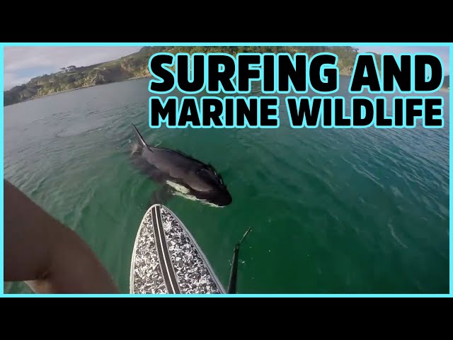 One of the many good things about surfing is the contact with marine wildlife.