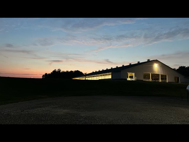 Milking our Holstein cows!