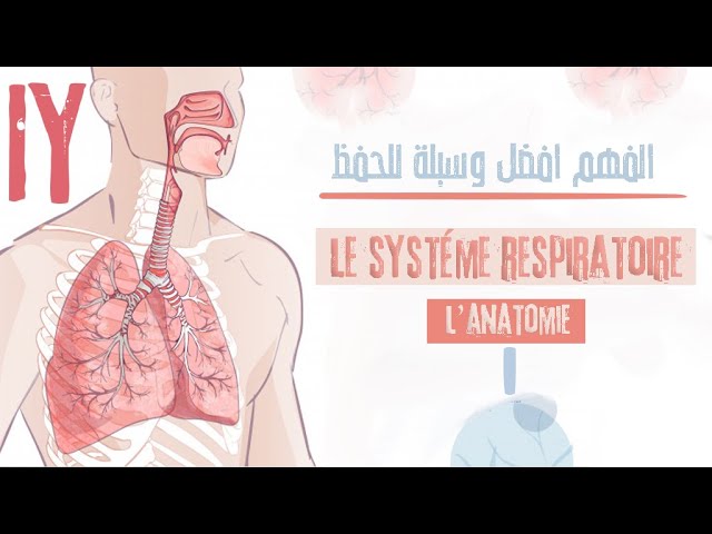 le système respiratoire(l'anatomie générale)/لن تحتاج الى حفضه بعد هذا