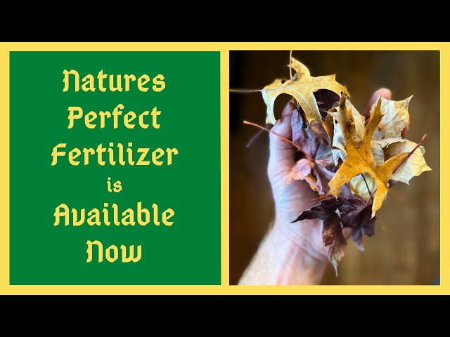 5 Ways To Use Fall Leaves In The Garden - FREE FERTILIZER