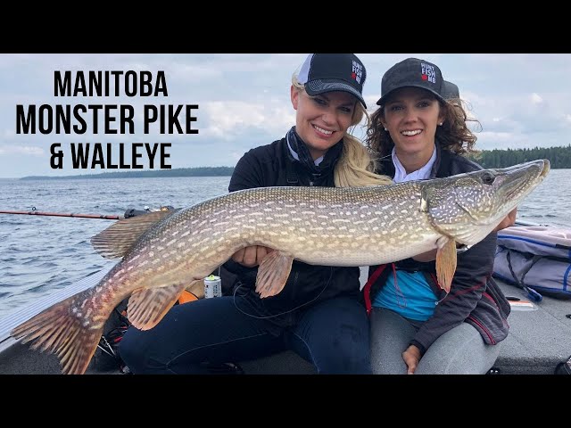 Monster Manitoba Pike & Walleye | Bakers Narrows Part II