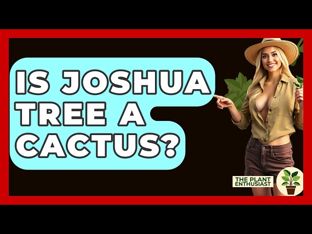 Is Joshua Tree A Cactus? - The Plant Enthusiast