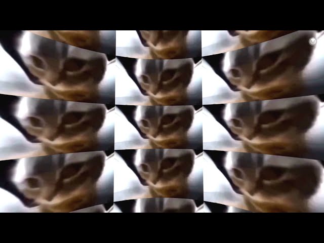 chipi chipi chapa chapa dubi dubi daba daba 360º Video (tiktok cat)