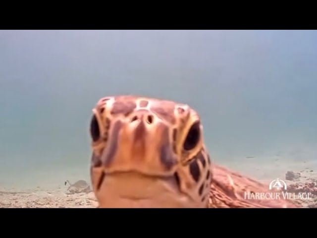 Curious Turtle Off Harbour Village Bonaire’s Beach