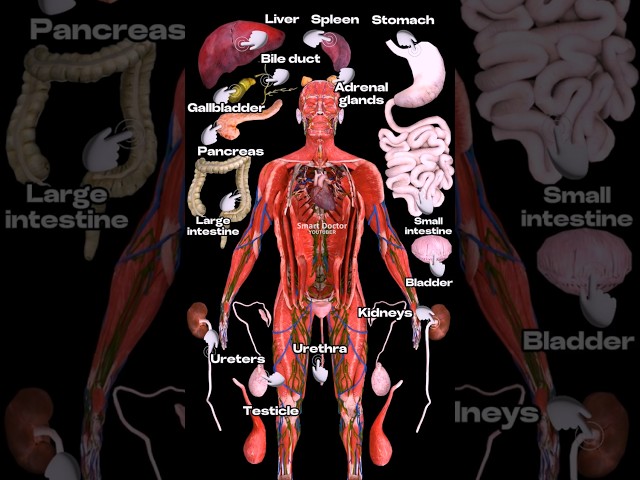 The Human Internal Organs: An Overview  ✨