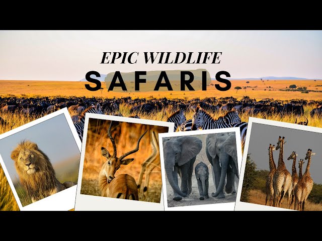 Top Wildlife Safaris Around the World | A Complete Guide to Unforgettable Animal Encounters