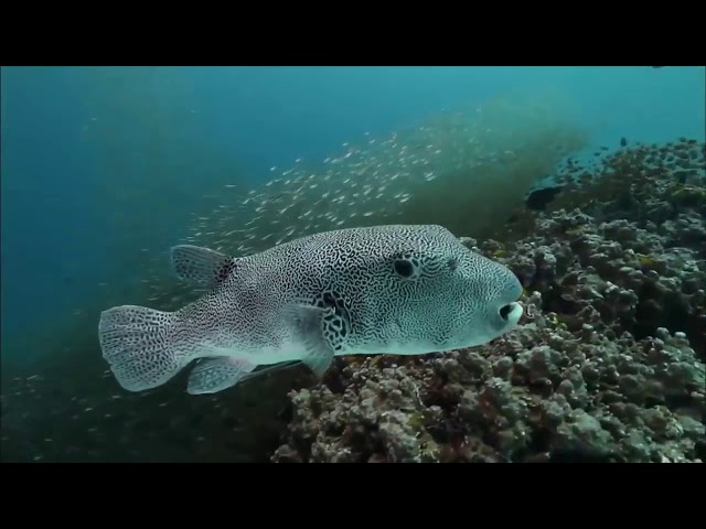 Ocean Life The Amazing Underwater documentary Nature Documentary 2019