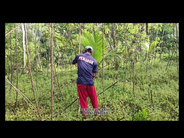 Beautiful Countryside Farming: A Glimpse into Cassava Harvesting with Hardworking Farmers