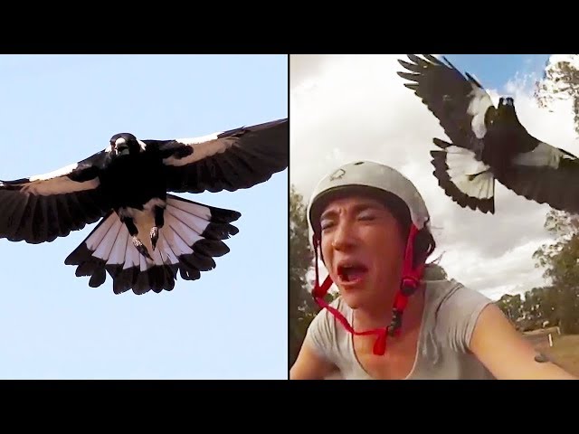 Ozzy Man Reviews: MAGPIES