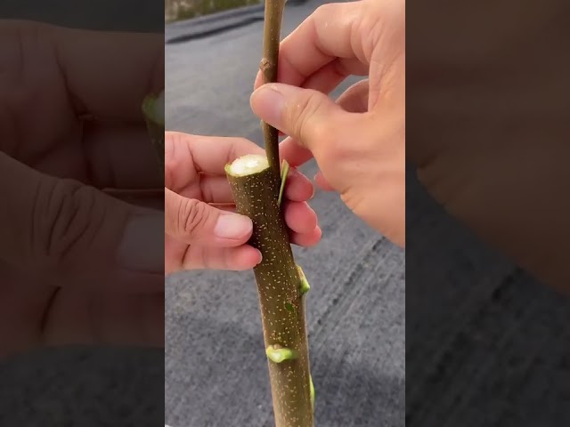 Citrus, lemon, orange, mandarin grafting  Tree grafting technique # 3