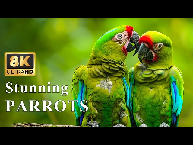 Beautiful Birds in 8K HDR | Most Colorful Parrots | Nature Sound