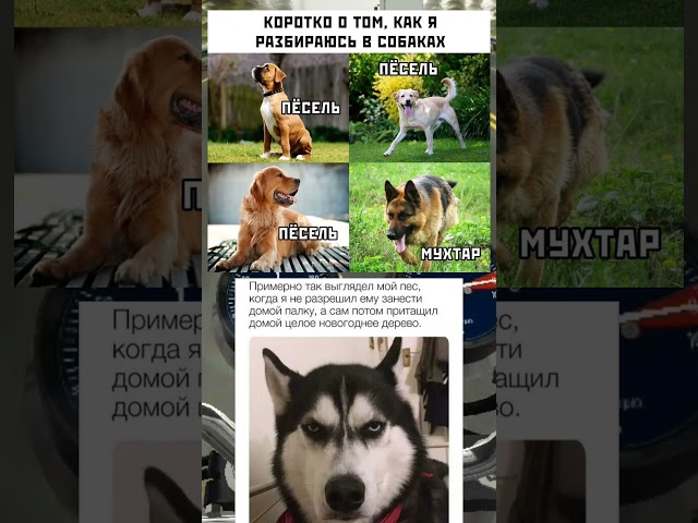 Мемы про собак#собаки#собака#мем#мемы#memes